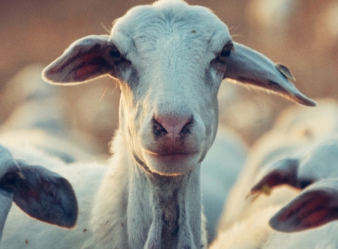 Sadaqa Qurbani